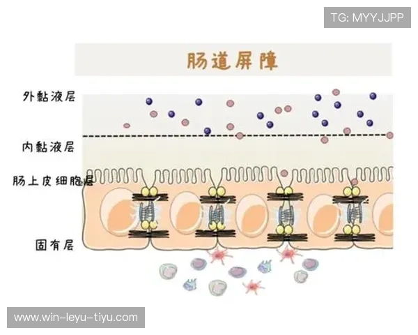 防线前屏障：祖布门迪的站位与拦截能力